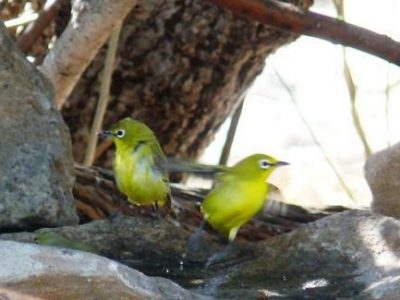 yellow_white_eyes-117-800-600-90