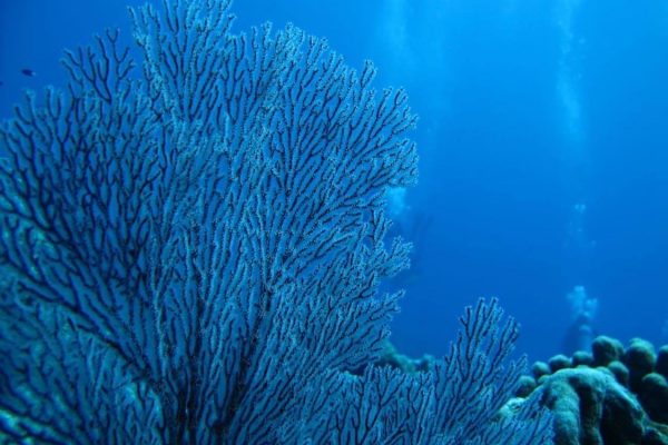 Rowley-shoals-outbacktoocean-coral1