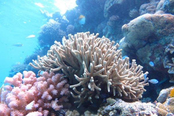 Rowley-shoals-outbacktoocean-coral4